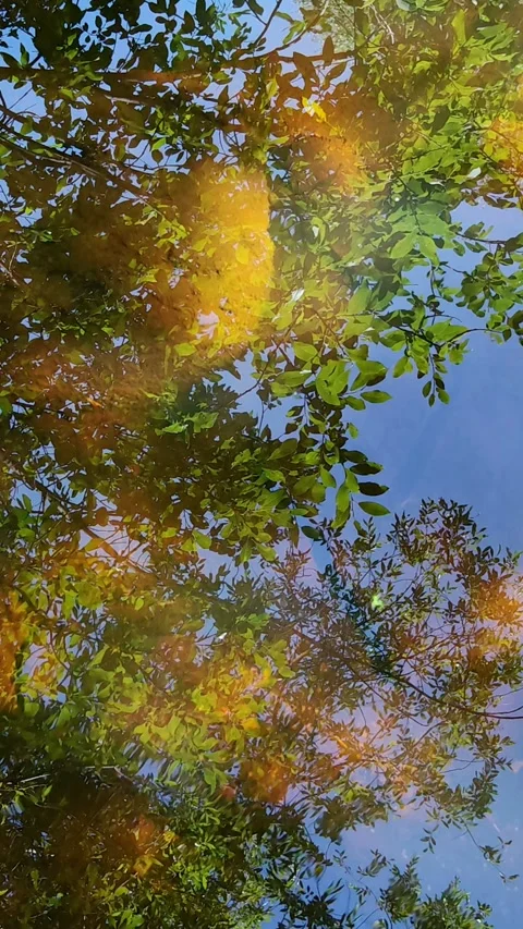 Rippling water surface reflecting trees and sky. vertical. Stock Footage 332402372