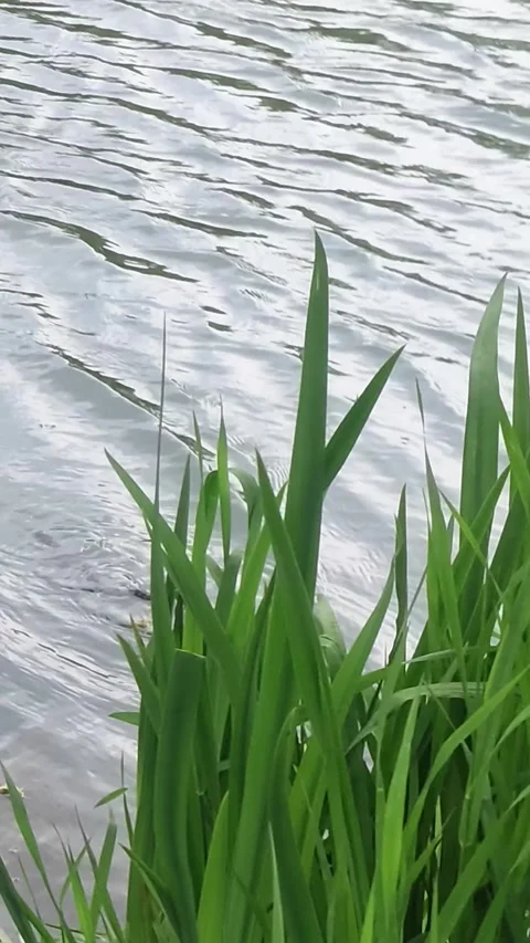 Rippling Water Surface with Wind-Blown Grass, Vertical Video Stock Footage 338052356