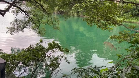 Rippling Wavelets of Green Lake Water surrounded by Trees and Plants Stock Footage 246974643