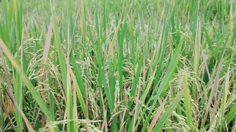 Ririce that is getting old and ready to harvest Stock Footage 220609793