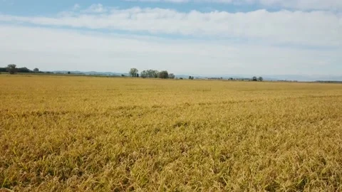 Risaie - paddies Video stock 147612144