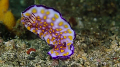 Risbecia sp.2 001 Stock Footage 62407099