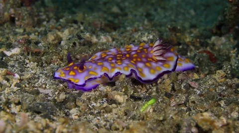 Risbecia sp.2 002 Stock Footage 62405933