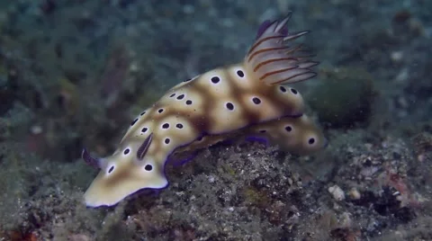 Risbecia tryoni 002 Stock Footage 62406249