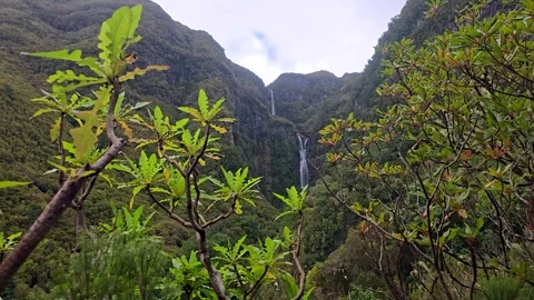 Risco Waterfall In Madeira Flowing Down Steep Green Cliffs With Lush Laurisilva Stockbeeldmateriaal 334352572