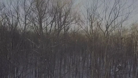 Rise above bare trees Stock Footage 85564368