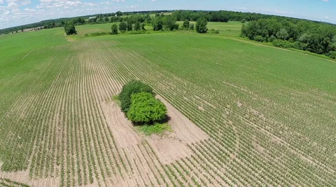 Rise Above Cornfield Stock Footage 57751584