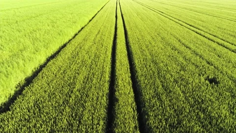 Rise above green endless fields Video stock 156457451