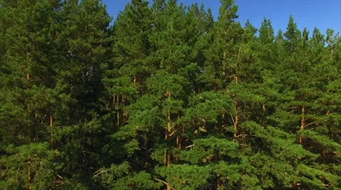 Rise above the pine forest Stock Footage 54921851