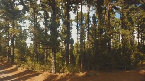 Rise above the pine forest higher than clouds Stock-Footage 81037460