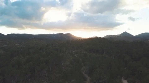 Rise up above trees and forest in sunset light Stock Footage 101569003