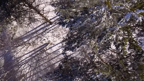 The rise above the winter forest Stock Footage 87248260