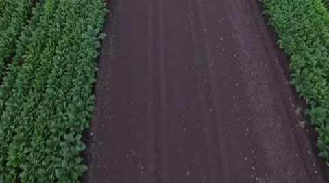 Rise along the road 動画素材 60216532