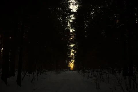 Rise between trees. In evening in forest. Stock Photos