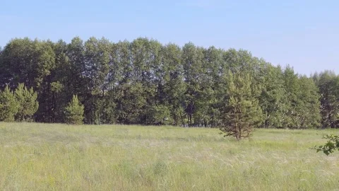 The rise of birds. Stock Footage 197081065