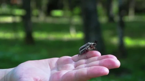 The rise. Child boy hold maybug in his hand. Macro shot of the chafer or 스톡 동영상 75530997