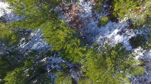 Rise drone in winter forest, aerial view Stock Footage 72785953