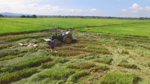 Rise field with traktor Vídeo Stock 83427552