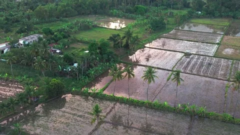 RISE FIELDS ELAYA Stock Footage 257885592