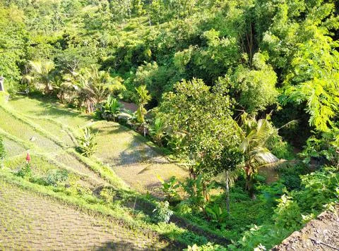 Rise fields.  Stock Photos