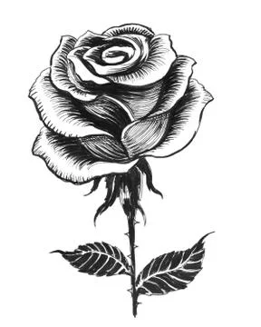 Rise flower Stock Illustration