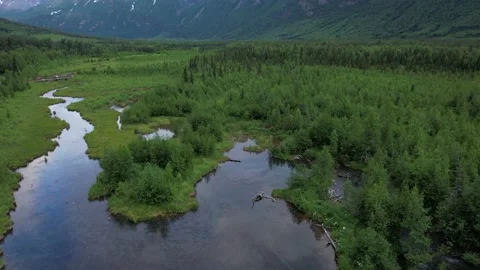 Rise up on Green Forest in Alaska Stock Footage 217849224
