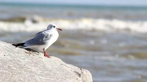 Rise gull with coastal cliffs Stock Footage 68563427