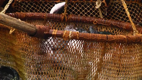 The rise of the net with fish ashore. Stock Footage 117833224