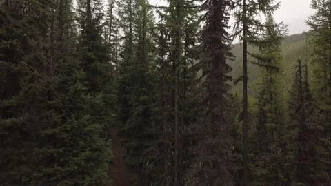 Rise out of mountain forest Stock Footage 166330297