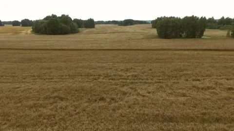 Rise over a field of wheat Stock-Footage 67875560