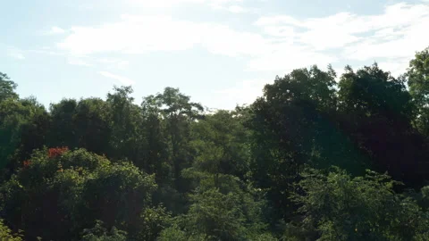 Rise over forest canopy to sky and fields Stock Footage 140623700