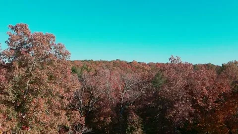 Rise Over Forest-Fall Stock Footage 231247355