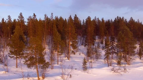 The rise over the forest Stock Footage 89608095