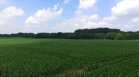 Rise up over green field with young corn plants - drone aerial view Stock Footage 64262287