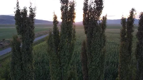 Rise Over Trees for Sunset on Cornfield 库存影片 282304743