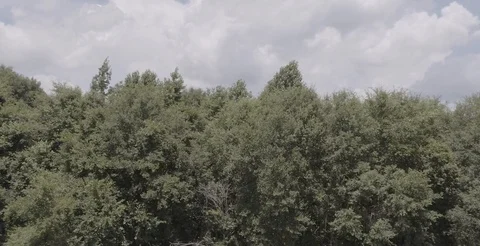 Rise over the treetops Video stock 92377443