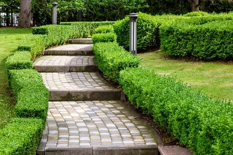 Rise in steps from paving slabs in the backyard with a hedge of bushes. Stock Photos