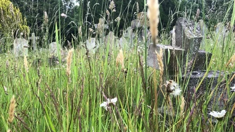 Rise up through Old untended Graveyard Video stock 111070464