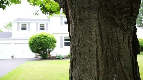 Rise Up Tree in Front Yard Stock Footage 57751049