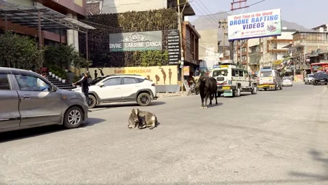 Rishikesh, India - April 5, 2025 - Cows resting in the center of the busy road Stock Footage 315877033