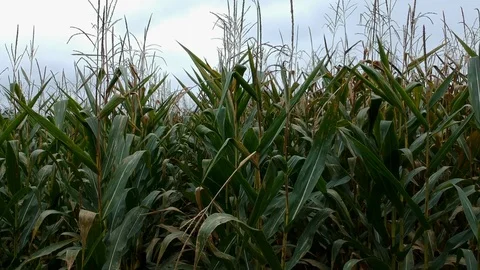 Rising above a cornfield Video stock 97243129