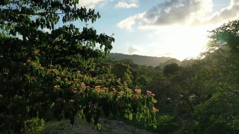 Rising above the countryside in the jungles of Jamaica Stock Footage