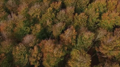 Rising above forest canopy to show woodland Stock Footage 68955466