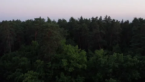 Rising Above The Forest With City Skyline In The Background Drone Aerial. Stock Footage 166344954