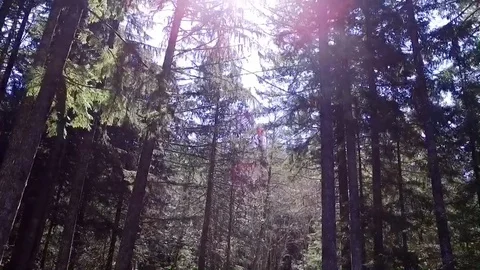 Rising Above the Forest Stock Footage 128558027