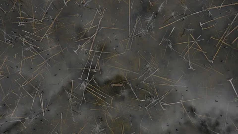 Rising up above large cedar tree filled shallow pond in summer 01 Video stock 98710170