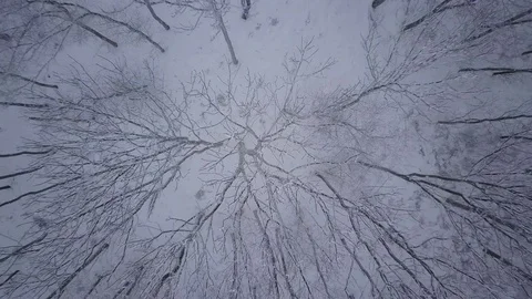 Rising above magical forest Stock Footage 72170858