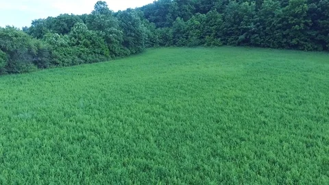 Rising above the not mowed fields 스톡 동영상 112944361