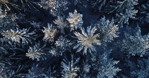 Rising above snowy conifer trees Stock Footage