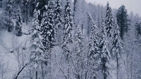 Rising above spruce forest in snowfall aerial shot Stock Footage 88476341
